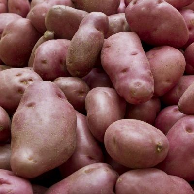 Potato Desiree 30/55 P/P - image 2