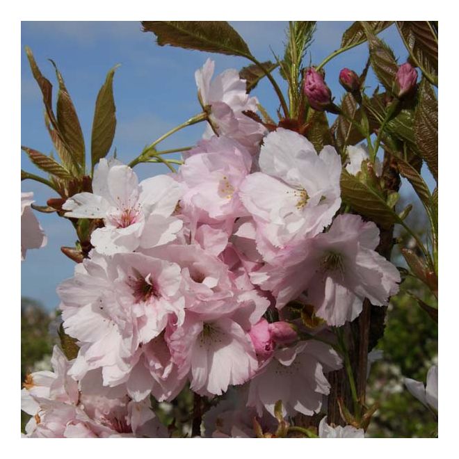 Prunus Amanogawa