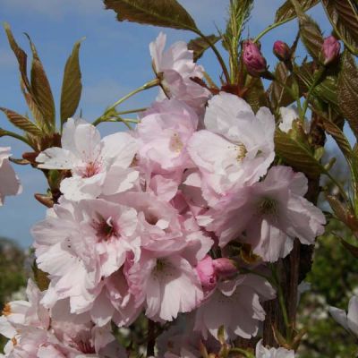 Prunus Amanogawa
