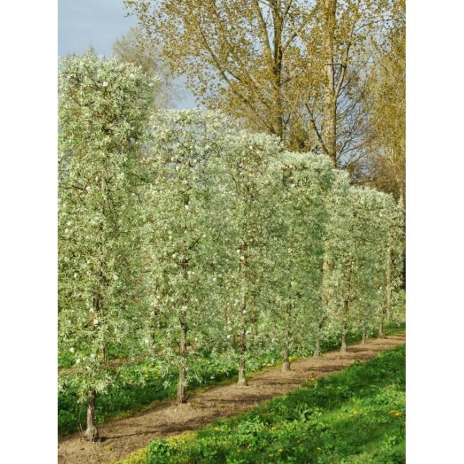 Pyrus Salicifolia 'Pendula'