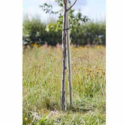 Round Softwood Tree Stakes 210 cm ***