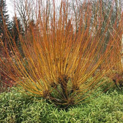 Salix Alba 'Britezensis'