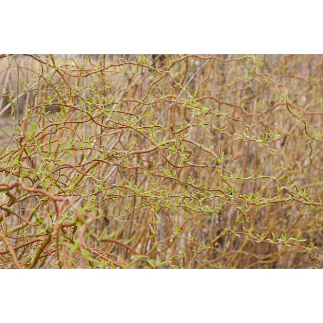 Salix Erythroflexuosa 'Golden Curls'