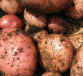 Seed Potatoes