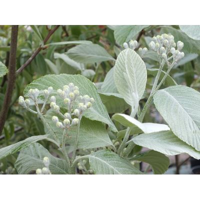 Sorbus Aria 'Lutescens'