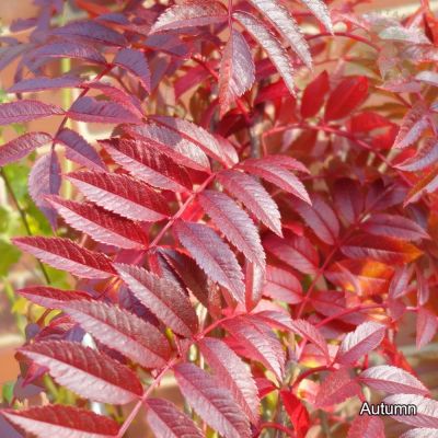 Sorbus 'Autumn Spire'