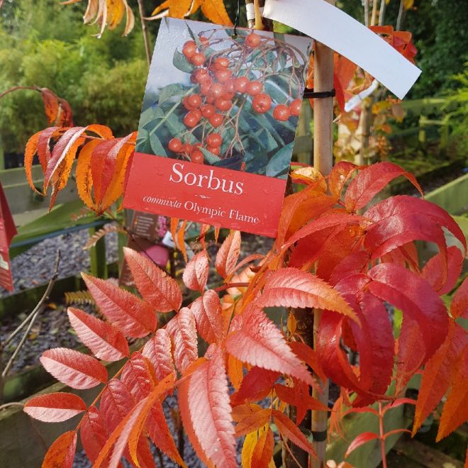 Sorbus Commixta 'Olympic Flame'