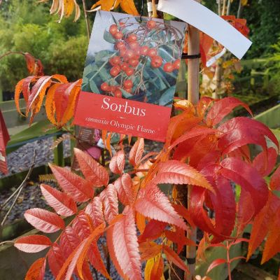Sorbus Commixta 'Olympic Flame'