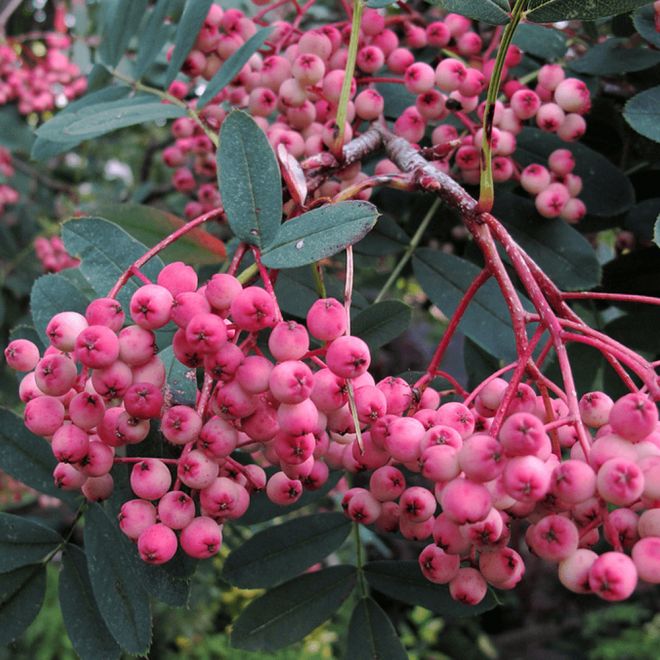 Sorbus Hupehensis 'Pink Pagoda'