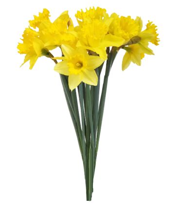 Spring Flowering Bulbs