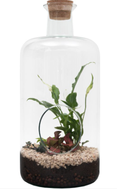 Terrarium  'Bovey' - Large