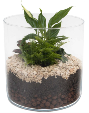 Terrarium 'Lucille' - Medium