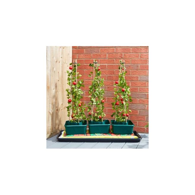 Tomato Gro-Box Triple Pack - image 3