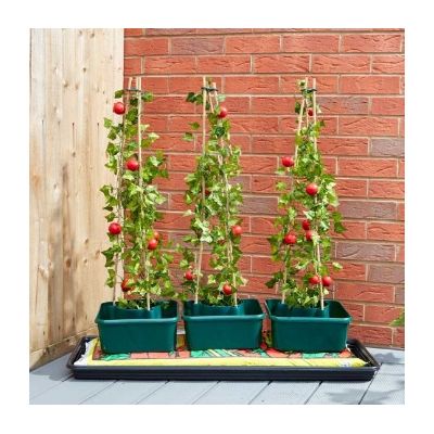 Tomato Gro-Box Triple Pack - image 3