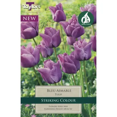 TULIP BLEU AIMABLE 11-12 P/P