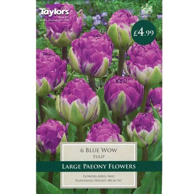 TULIP BLUE WOW 11-12 P/P