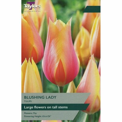 TULIP BLUSHING LADY 11-12 P/P