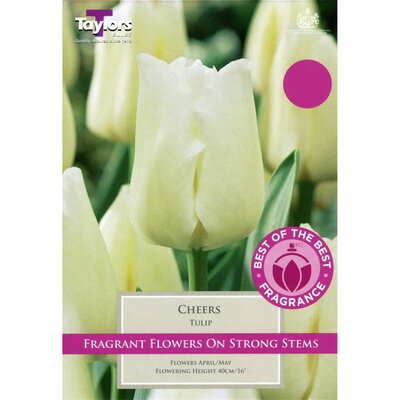 TULIP CHEERS 11-12 BOB