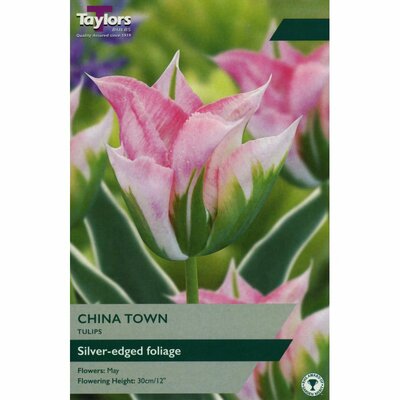 TULIP CHINA TOWN 11-12 P/P