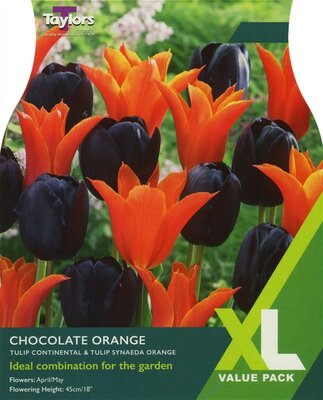TULIP CHOCOLATE ORANGE XL