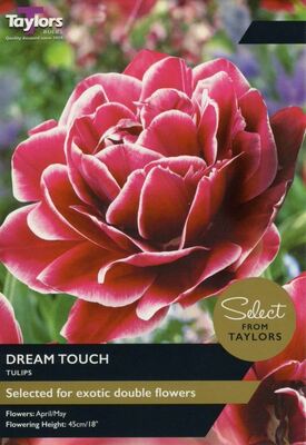TULIP DREAM TOUCH 11-12 SEL