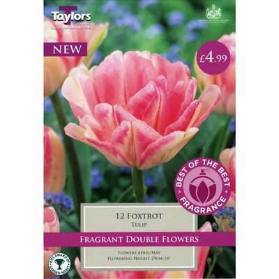 TULIP FOXTROT 11-12 BOB
