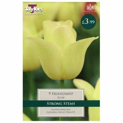 TULIP FRIENDSHIP 11/12 P/P