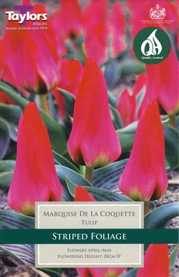 TULIP MARQUISE DE LA COQUETTE 10-11 P/P