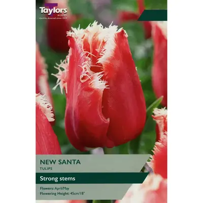 TULIP NEW SANTA 11-12 PRE-PACK