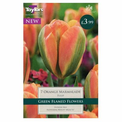 TULIP ORANGE MARMALADE 11-12 PRE-PACK