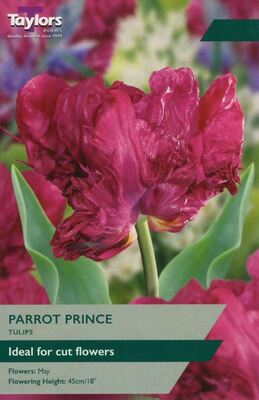 TULIP PARROT PRINCE 11-12 PRE-PACK