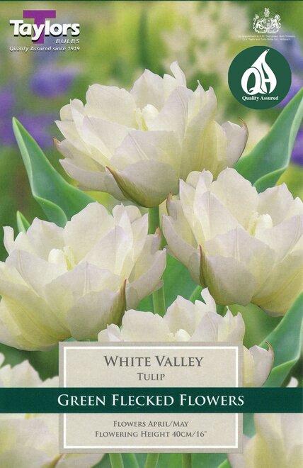 TULIP WHITE VALLEY 11-12 P/P
