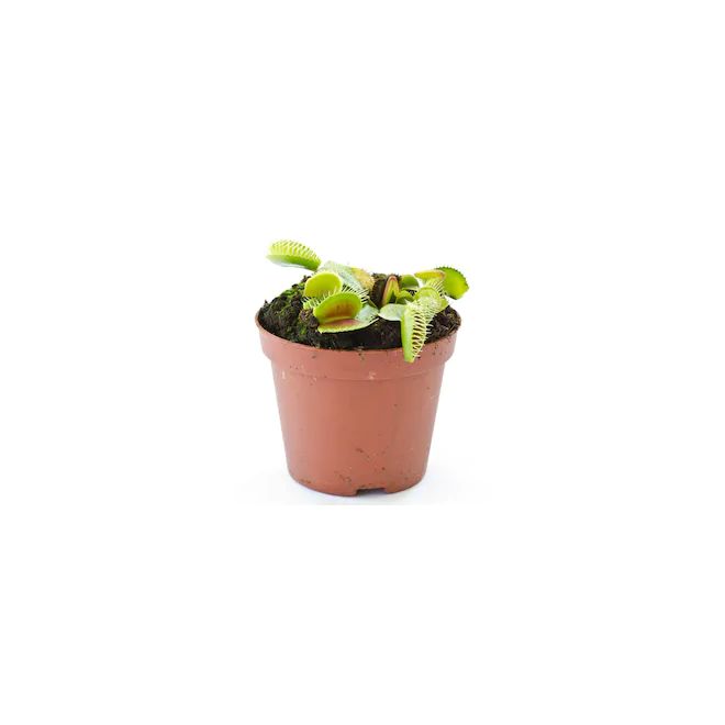 Venus Fly Trap (Dionaea muscipula)