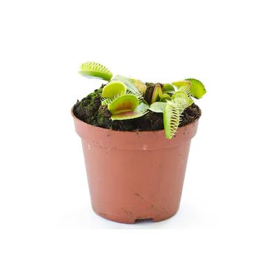 Venus Fly Trap (Dionaea muscipula)