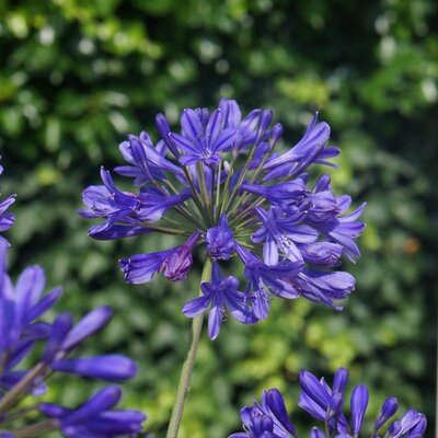 XL Value Agapanthus Blue