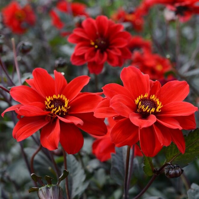 XL Value Dahlia Bishop of Llandaff