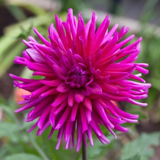 XL Value Dahlia Orfeo