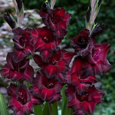 XL Value Gladioli Black Star 