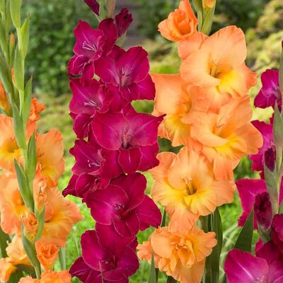 XL Value Gladioli Violet Sunset