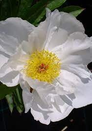 XL Value Paeonia Krinkled White