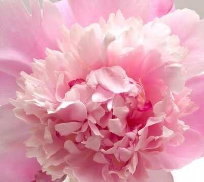 XL Value Paeonia Sorbet